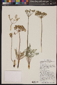 Lomatium foeniculaceum subsp. macdougalii image