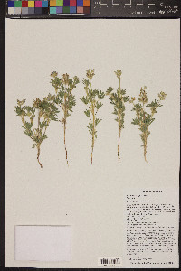 Lupinus kingii image