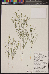 Linum aristatum image