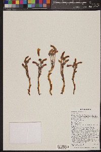 Orobanche fasciculata image