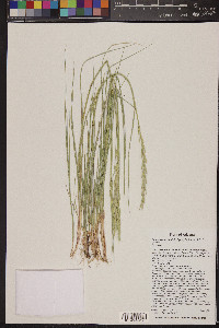 Pascopyrum smithii image