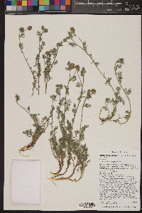 Astragalus humistratus image