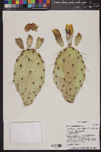 Opuntia phaeacantha image