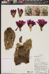 Echinocereus fasciculatus image