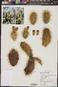 Cylindropuntia bigelovii var. bigelovii image