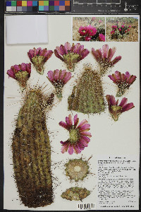 Echinocereus engelmannii image