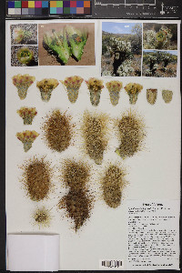 Cylindropuntia bigelovii var. bigelovii image