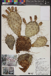 Opuntia macrorhiza image