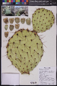 Opuntia engelmannii image