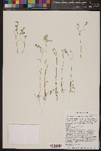 Gilia flavocincta image