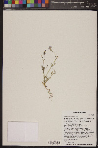 Gilia flavocincta image