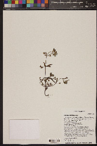 Collinsia parviflora image