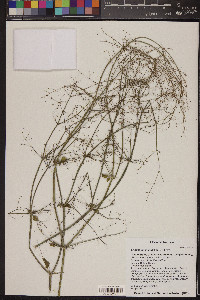 Eriogonum inflatum image