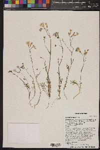 Gilia flavocincta image