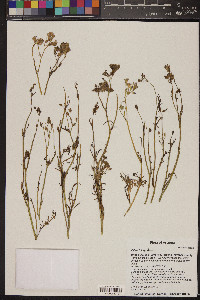 Gilia clokeyi image