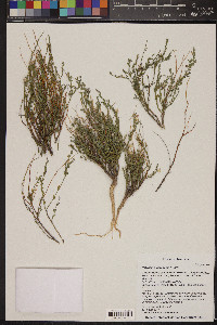 Hebecarpa macradenia image