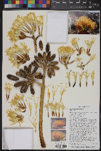 Agave chrysantha image