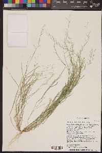 Bouteloua aristidoides image