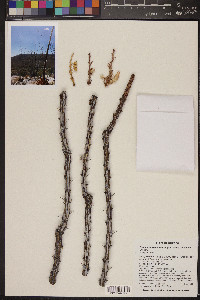 Fouquieria splendens image