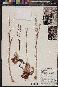 Dudleya saxosa subsp. collomiae image