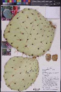 Opuntia engelmannii subsp. engelmannii image