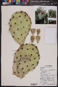 Opuntia engelmannii subsp. engelmannii image