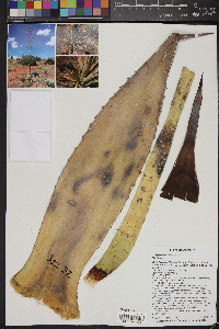 Agave parryi image