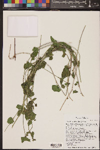 Mirabilis multiflora image