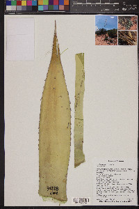 Agave parryi image