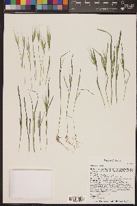 Bromus rubens image