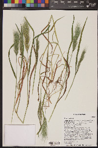 Bromus rubens image