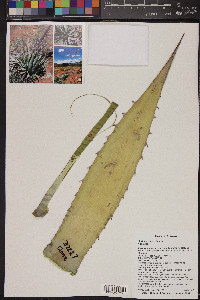 Agave parryi image