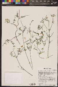 Cottsia gracilis image