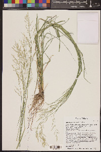 Eragrostis intermedia image