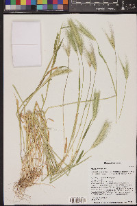 Hordeum murinum image