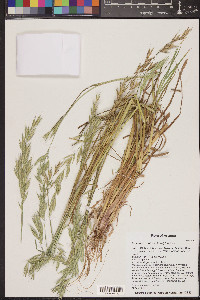 Bromus arizonicus image