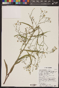 Symphyotrichum subulatum var. parviflorum image