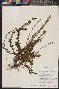 Stemodia durantifolia image