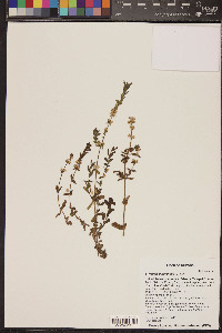 Stemodia durantifolia image