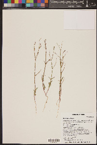 Boerhavia erecta image