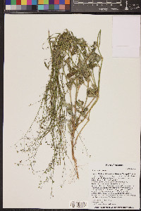 Boerhavia erecta image