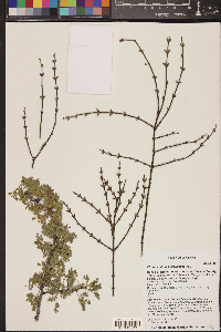 Phoradendron californicum image