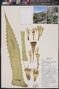 Agave chrysantha image