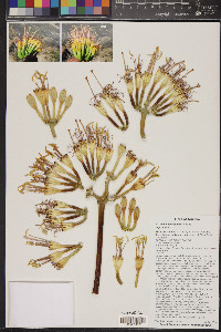 Agave chrysantha image