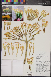 Agave chrysantha image