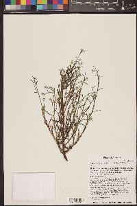 Cryptantha muricata image