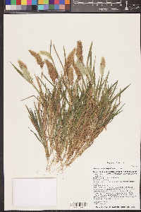 Polypogon monspeliensis image