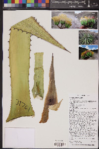 Agave palmeri image