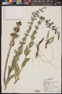 Penstemon buckleyi image