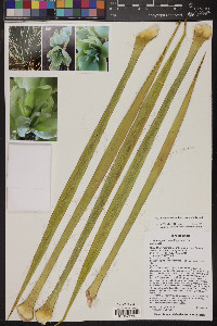 Yucca angustissima image